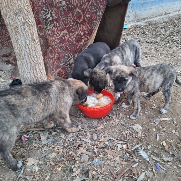 Щенята бесплатно