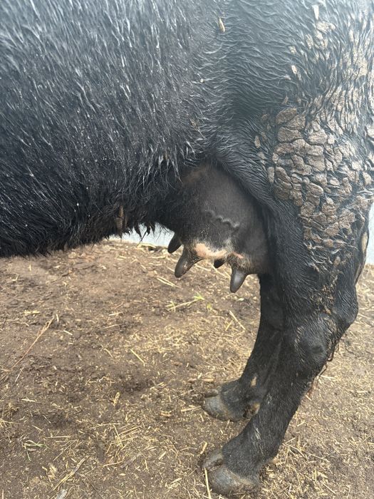 Сүтті сиыр сатылады.