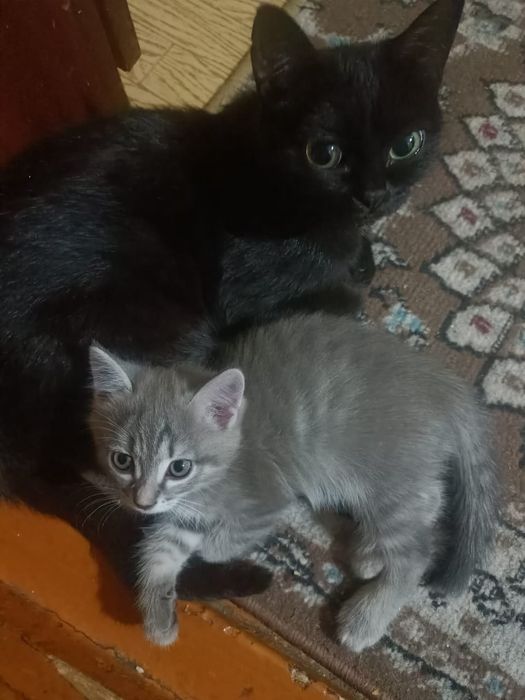 Отдам котенка девочка