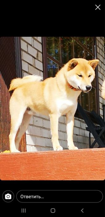 предлагаю для вязки кобеля сибы