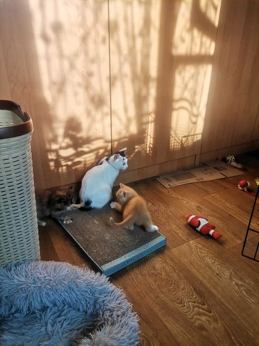 Отдадим кастрированного котика