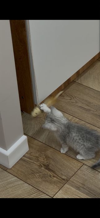 котенок шиншила 1,5 месяца