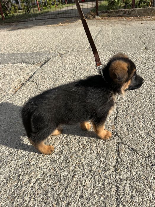 Ciobanesc german