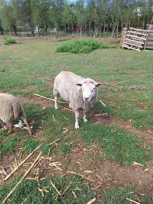 Berbec Rasa Textel (130kg, 4 ani, perfect pentru monta)