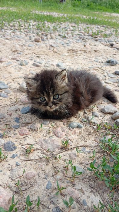 Отдам котят в хорошие руки.