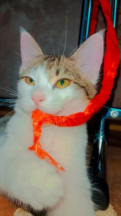 Котята в поисках родителей