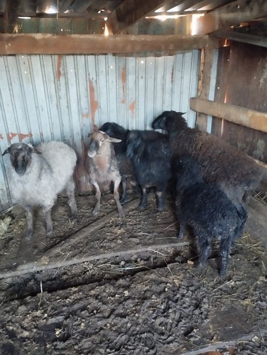 кой ,токты , кр яр Достык 61