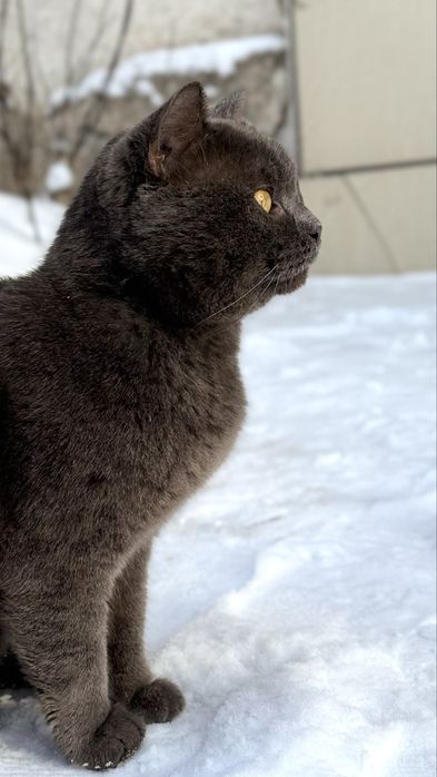 Отдам кота британца, ищу дом