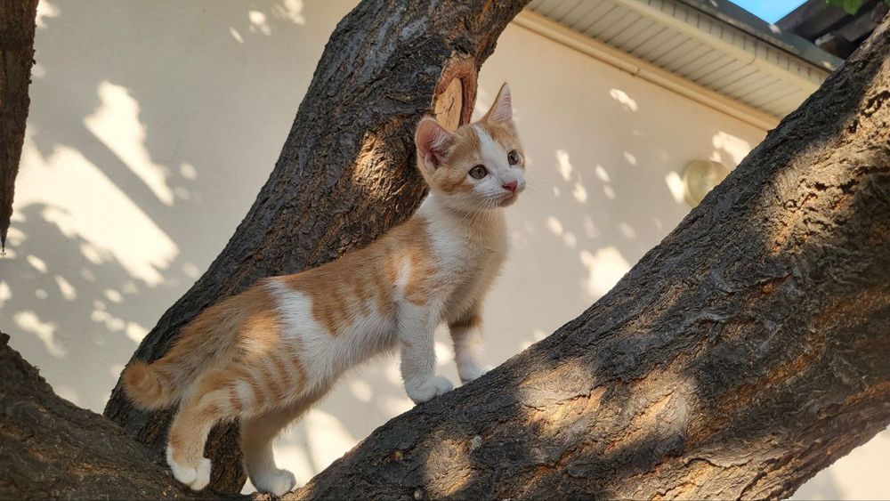 Мушук болачалари 2 ойлик