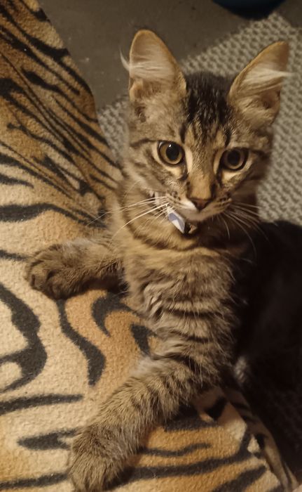 Подарявам малко коте,на 5 месеца.