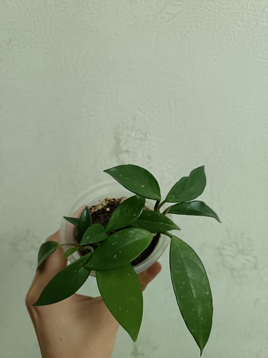 Хона гуллари ( обмен)