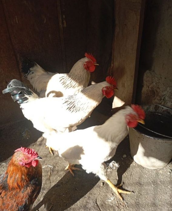 Adler Xurozlari sotiladi