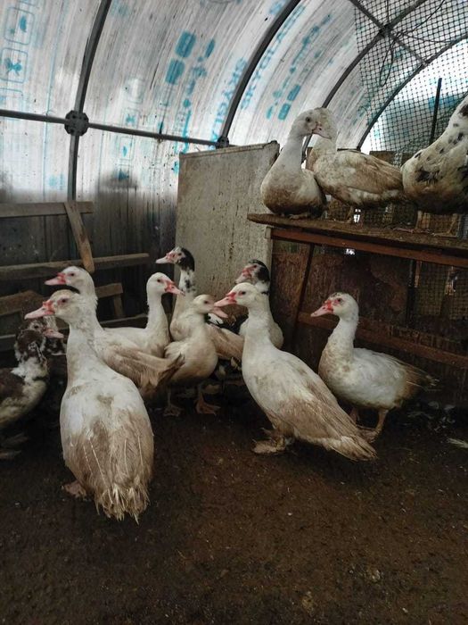 Индоутки 6 месяцев.