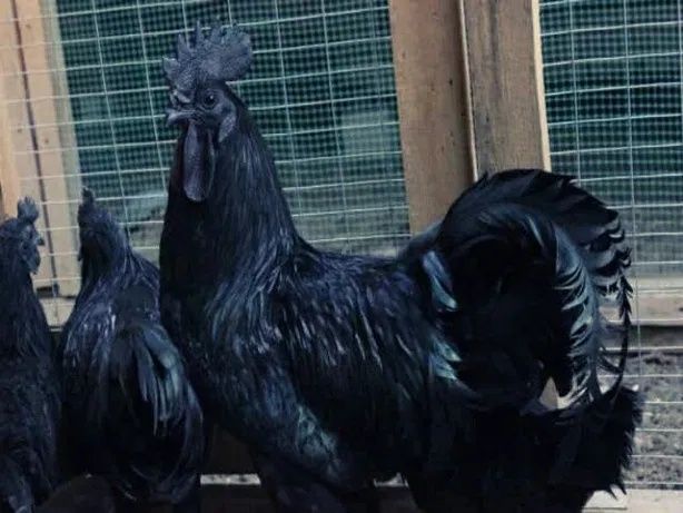 Кора ухайюль товуклари ва тухумлари сотилади.