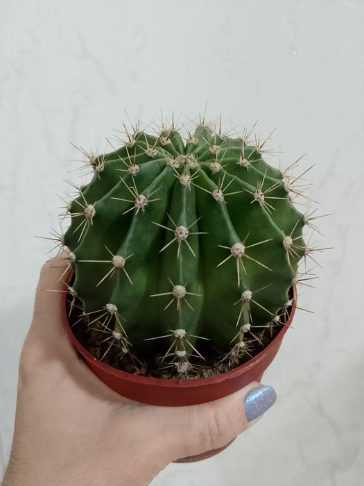 Кактус "Эхинопсис"  шаровидной формы