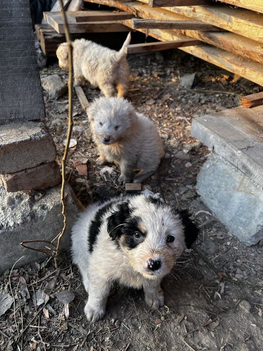 Donez 6 pui de catei