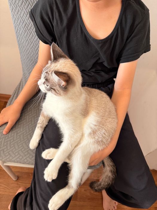 Котенок отдам даром