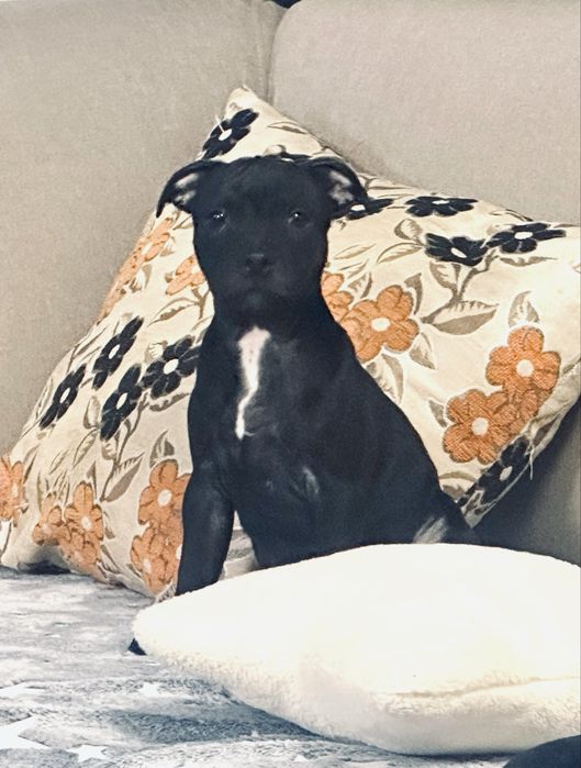 Femela Staffordshire Bull Terrier
