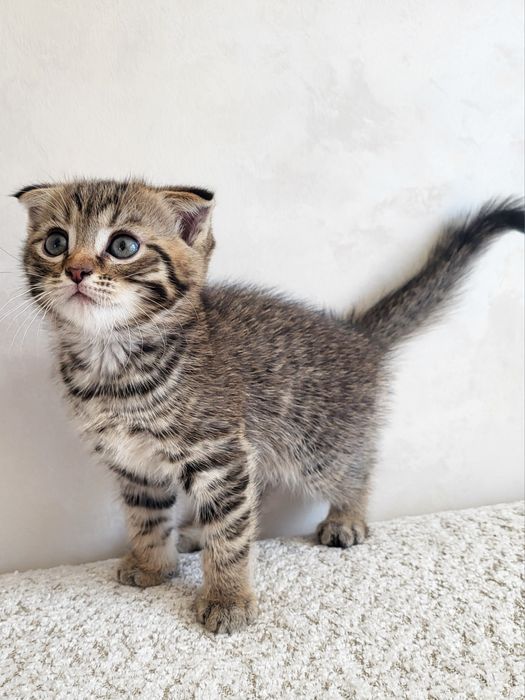 Продам породистых котят