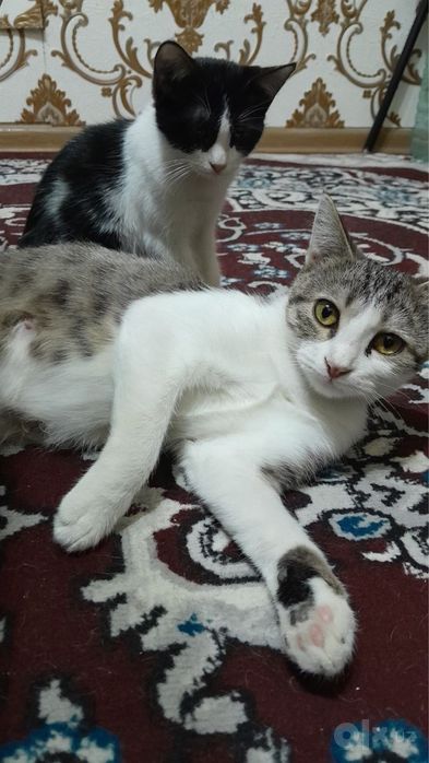 Кошка бесплатно