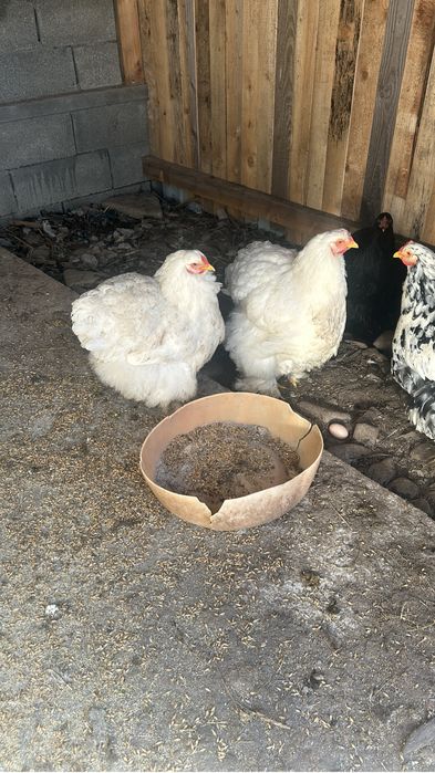 Gaini brahma tineret