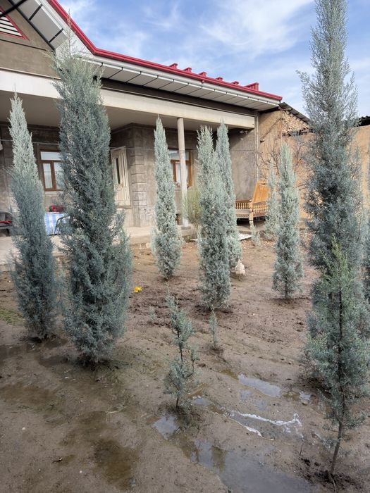 Arizonskiy kiparis argina italiya 2.50 dan 3 metrgacha