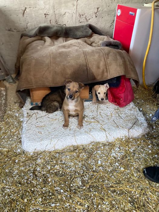 отдам щенков в дрбрые руки