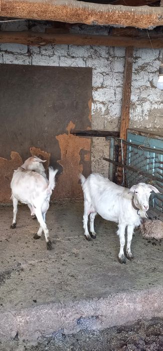 Зотдор эчкилар 3литрдан сут беради