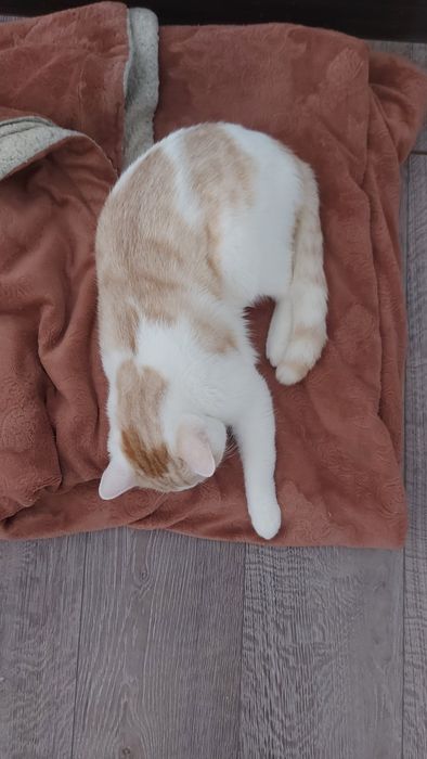 Мысық еркек 1 жас