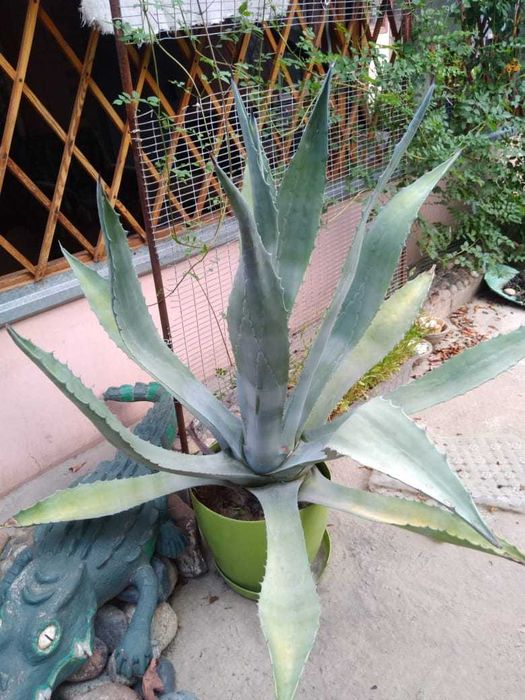 Комнатные цветы. Агава