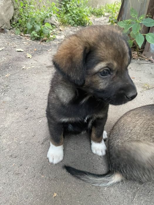 Отдам щенка в хорошие руки