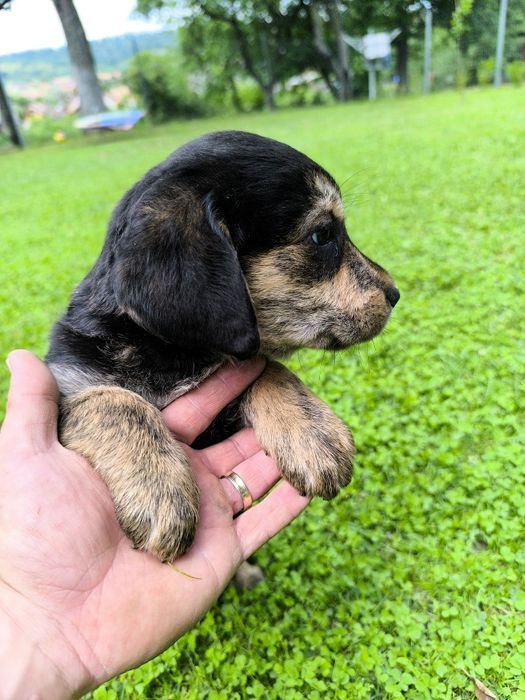 Donez căței  metis labrador