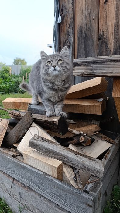 Красивый котик ищет дом