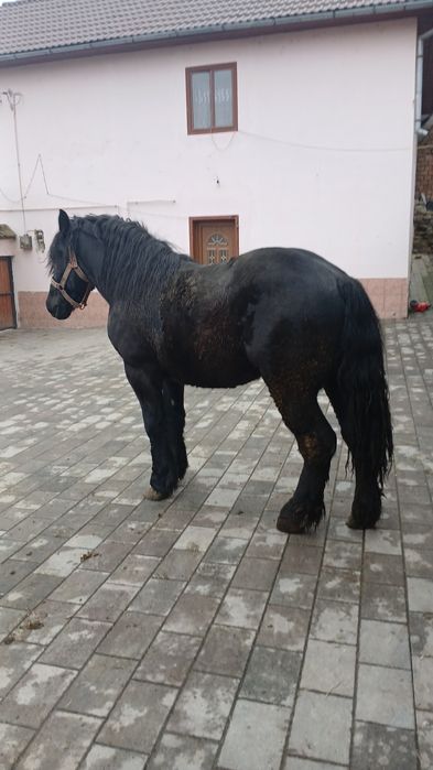 Cârlan de vânzare!