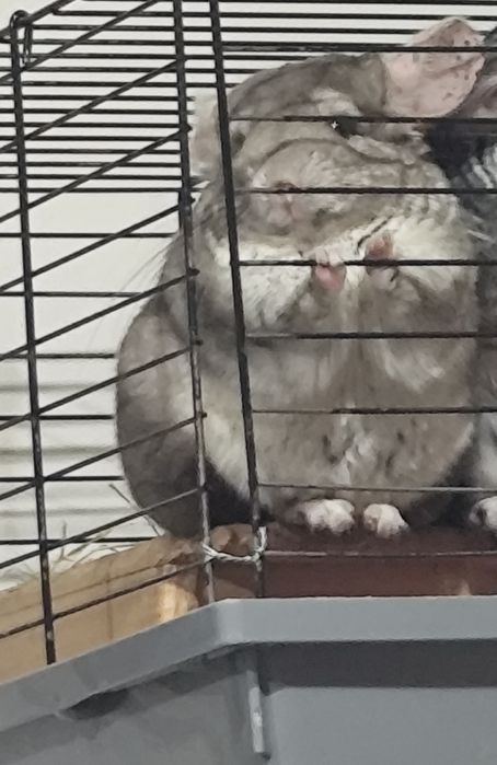 Chinchilla alba si brown velvet(sinsila)