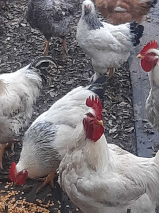 Vand sau schimb cu graunte variante,cocoși rasă tineri frumoși