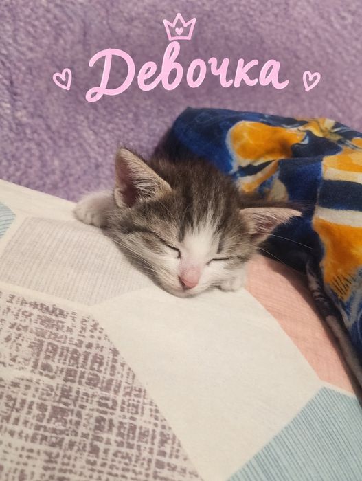 Отдаю котят в хорошие руки