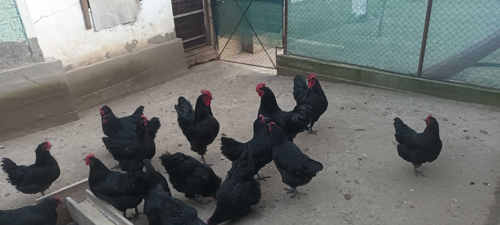 Vand oua australorp negru.