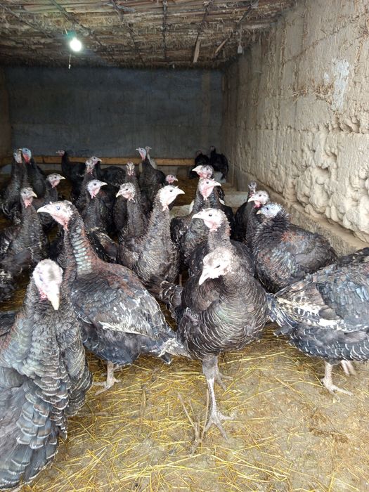 Ундуктер сатылады