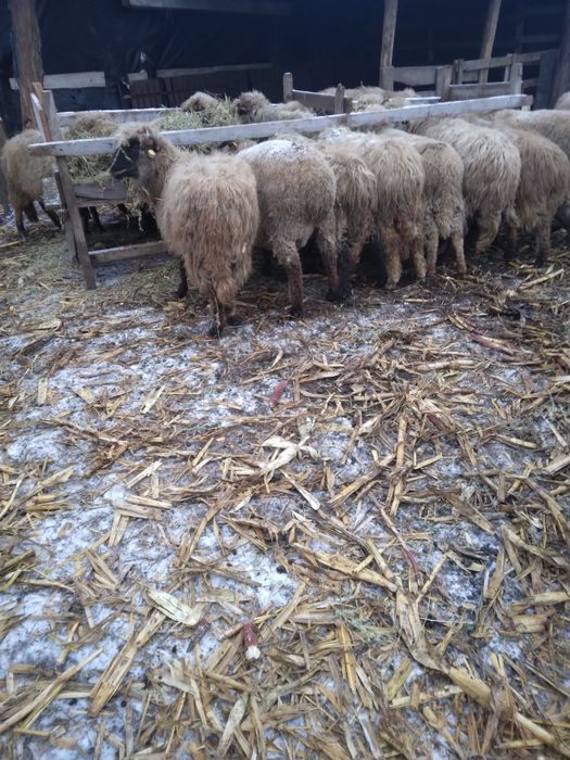 Vand oi tinere gestante