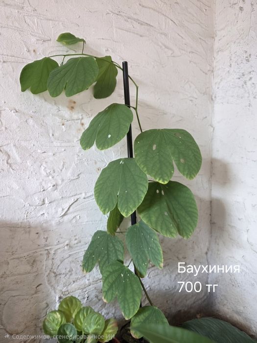 Продам комнатные растения