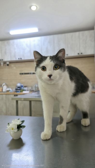 Кошечку в добрые руки