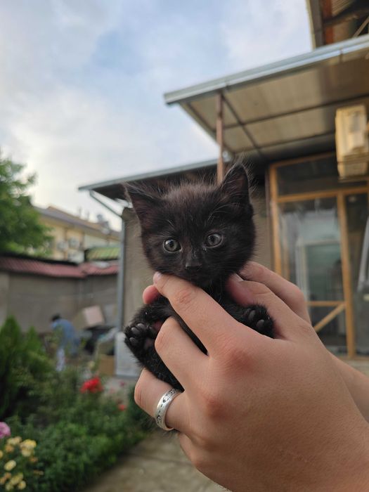 Котята ищут семьи!