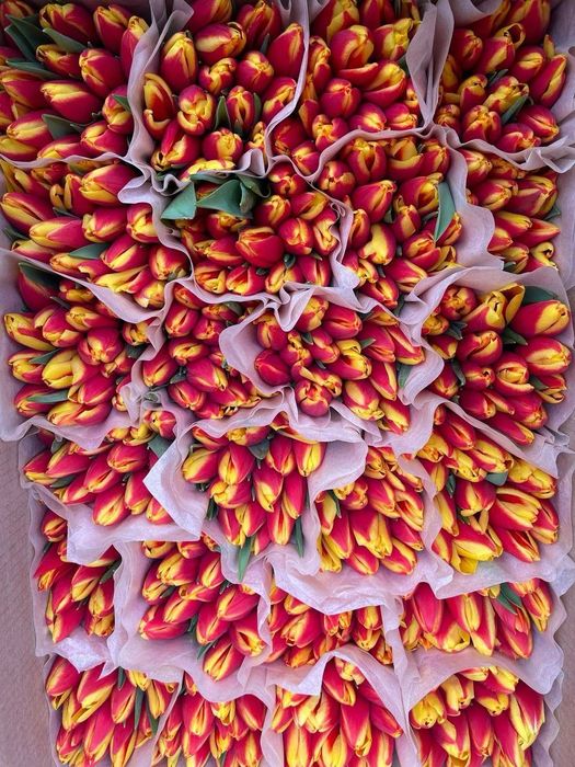 Белорусские тюльпаны