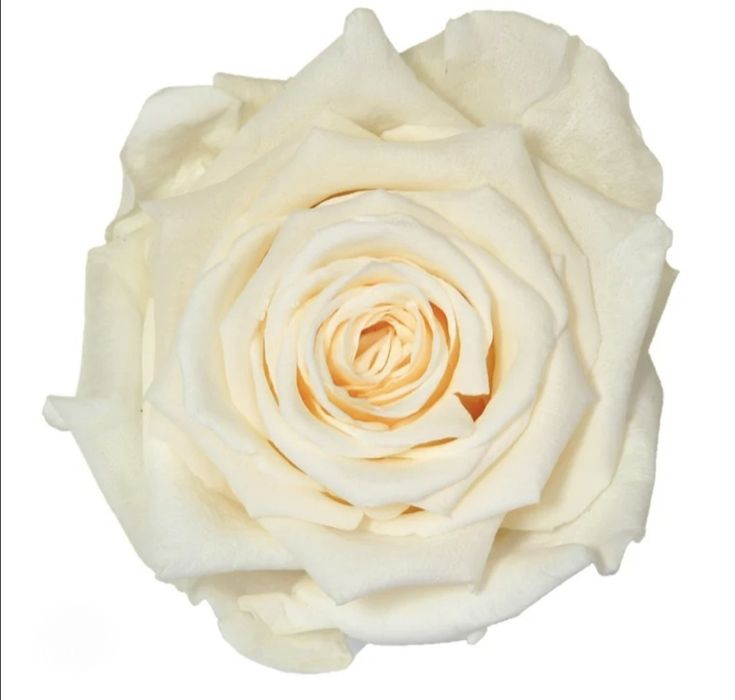 Trandafiri criogenați șampanie