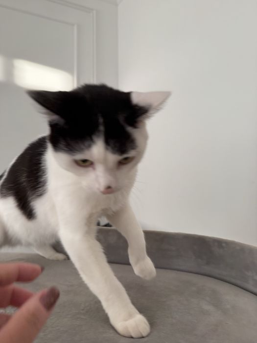 Отдам молодого котика