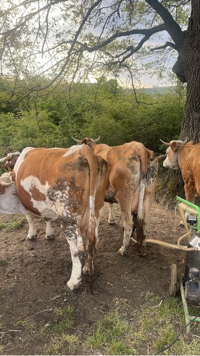 Vand vaci baltata romaneasca