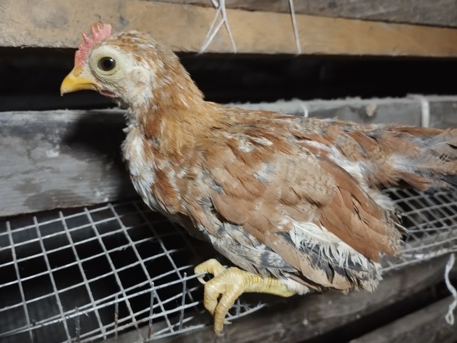 Бентамки султанки парами на продажу!