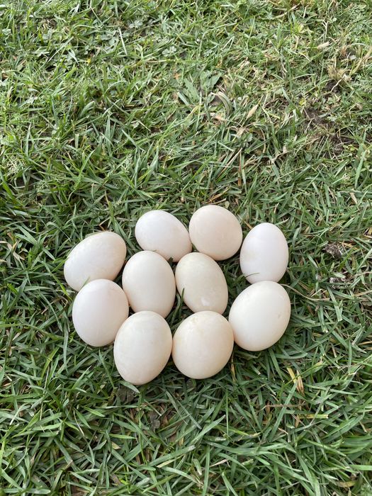 Oua de rață proaspete - crescute natural