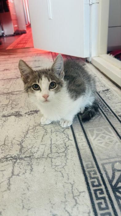 Котенок бесплатно